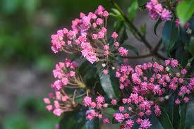 Deer very seldom attack the barberry and holly species. The Best Deer Resistant Plants And Shrubs Pittsburgh Earth Day