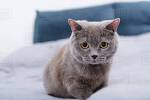 7 Stunning Cat Breeds with Grey Coats • Purrfect Cat Breeds