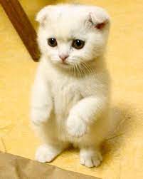 Scottish Fold Are Too Precious Cat Cutecat Cute Fluffy Fluff Fluffycat Cats Adorable Animal Scottish Fold Scottish Fold Cat White Cat Scottish Fold