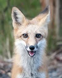 1,347 Red Fox Smile Stock Photos
