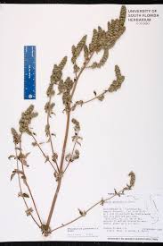 Image result for Mesosphaerum pectinatum