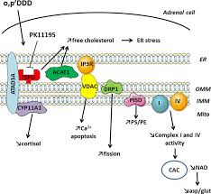 Image result for Mitotane