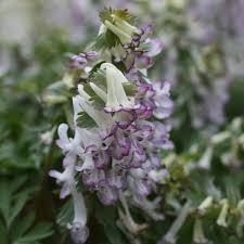 Image result for Corydalis