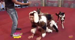 Start date dec 30, 2006. Welcome To The Blog Calzon Chino Gifs Clf Mx 2020 06 28 Puma Vs Ricky Search Discover And Share Your Favorite Calzon Chino Gifs