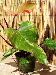 Philodendron Strawberry Shake Plant In 6 Pot Plants Variegated Plants Philodendron