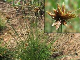 Image result for Bulbostylis densa