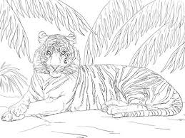 Tigre blanco ebook online epub. Sumatran Tiger Coloring Page Paginas Para Colorear De Animales Tigre Para Pintar Dibujos Para Colorear Adultos