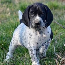 Image result for auvergneský ohař