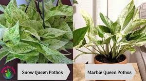 Tom turner as jonathan swift and jonathan broadbent as robert harley in queen anne. Snow Queen Vs Marble Queen Pothos Differences And Similarities Garden For Indoor