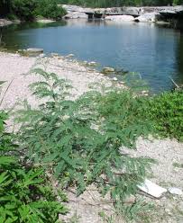 Image result for Sesbania quadrata