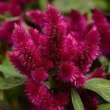 Intenz Dark Purple Celosia Argentea Proven Winners