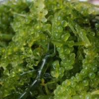 The lato is a standard issue pistol for new tenno recruits. Premium Lato Sea Grapes Lato Seaweed By 99 Gold Data Processing Trading Company Limited Supplier From Viet Nam Product Id 1188467