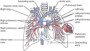 The coronary arteries wrap around the outside of the heart. Pulmonary Circulation Wikipedia
