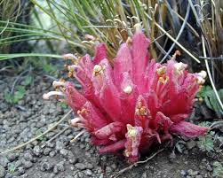 Image result for Wahlenbergia huttonii