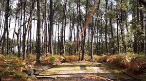 Parc naturel régional limousin périgord. Palombes Aux Sol En Sud Gironde 1 Youtube