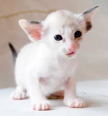 The oriental shorthair is a domestic breed of cats that is very closely related to the siamese breed. White Oriental Shorthair Cat Novocom Top