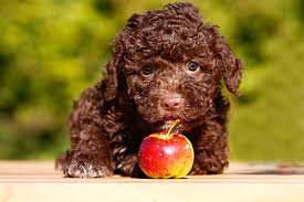 Diese kategorie enthält die in der wikipedia genannten weiblichen vornamen. Hundenamen Weiblich Mannlich Suss Cool Die Tierexperten