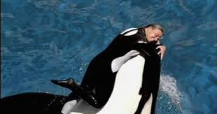 Una ballena del parque SeaWorld mata a su entrenadora