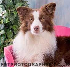 Border Collies 3 Collie Puppies For Sale Border Collie Border Collie Puppies