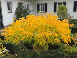 Image result for Indigofera zenkeri