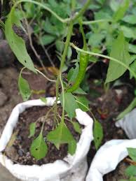 According to rudy, one kilo of sili is composed of approximately 200 pieces of peppers—that's your p1,000 right there! Hello Everyone Sili Espada Gkg Agricultural Products Facebook