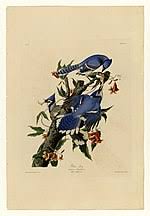Blue jays, like other birds, use their strong bills for cracking seeds, nuts, and acorns for food. Blue Jay Wikipedia