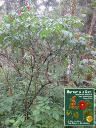 Image result for Caprifoliaceae