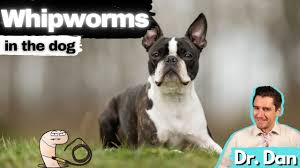 How do dogs get intestinal parasites? How To Get Whipworms Out Of Yard And Paved Surface