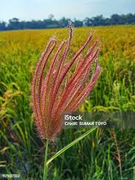 Image result for Chloris virgata