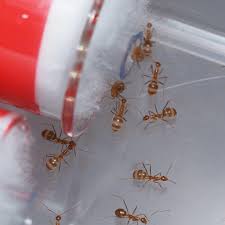 Image result for Anagallis gracilipes