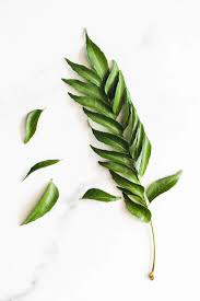 It keeps bowel movements regular as well. Curry Leaves How To Buy Store Use Ministry Of Curry
