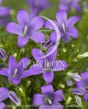 Maybe you would like to learn more about one of these? Portenschlagiana Stockfoto F Views