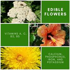 We did not find results for: Edible Flowers Not Just A Modern Food Trend Harvest2u