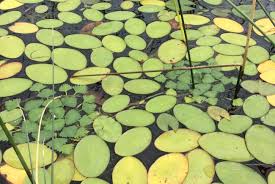 Image result for Trapa natans