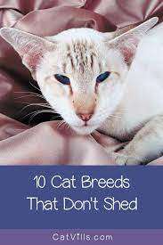 10 Cat Breeds That Don T Shed Much Catvills Catbreeds Are There Any Cat Breeds That Don T Shed While Hairless Cats Are The Only Completely N Gatos Mar
