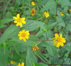 Image result for Aspilia