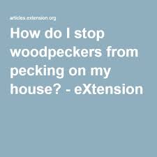 How Do I Stop Woodpeckers From Pecking On My House Extension House Extensions My House Woodpecker