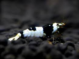 We did not find results for: Aquaticquotient Com