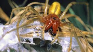 Da ist eine spinne im bad. Spinnenphobie Horror Auf Acht Beinen Br Wissen