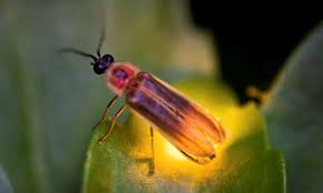 12 Fascinating Facts About Fireflies Ecowatch