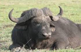 Nature's own usa smoked turk. Biografi Tentang Hewan Banteng Afrika Animal Blog