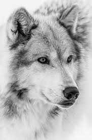 Black And White Wolf Tattoo With Blue Eyes Close Up Ii Photograph By Athena Mckinzie Wolf Face Wolf Pictures Beautiful Wolves