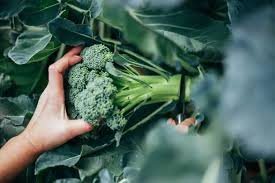 In normal and healthy individuals, the ingredient seems to be well tolerated when used on the skin, without adverse side effects. Coq10 Benefits Side Effects Dosage More