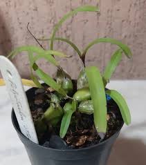 Image result for Polystachya ottoniana