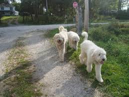 Image result for Komondor