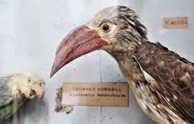 The zanzibar leopard (panthera pardus adersi) is an elusive subspecies of leopard endemic to unguja island in the zanzibar archipelago, which is governed by tanzania. Zanzibar Leopard On Twitter Another Day In The Natural History Section Of The Zanzibar Museum Tanzania Taxidermy Hornbill Parrot Kiswahili Https T Co S8ruwqrzep