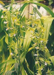 Image result for Orthochilus holubii