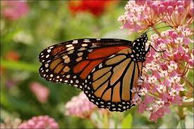 Monarch butterflies can be found in many habitats: Ylrxdlcapzs3ym