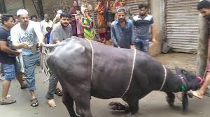 Cow running | angry cow unloading time run (bakra mandi pakistan ) 2019 cow mandi pakistan beautiful cow in eid ul adha. Download Dangerous Black Bull Qurbani 2019 In Hd Mp4 3gp Codedfilm