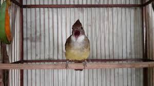 Suara kicau burung cak jenggot mini. 5 Daftar Harga Burung Cucak Jenggot Dan Cirinya